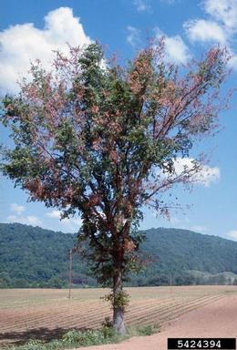 Dutch elm disease (Ophiostoma ulmi ) on elm (Ulmus spp. ) - 5424394