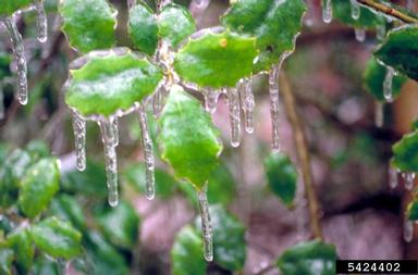 snow and ice damage (snow load) (  ) on holly (Ilex spp. ) - 5424402