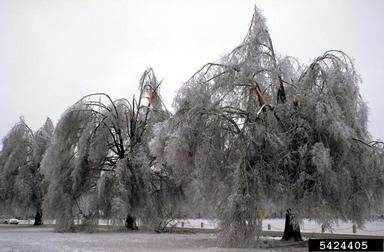 snow and ice damage (snow load) (  ) on willow oak (Quercus phellos ) - 5424405