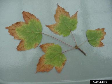 bacterial leaf scorch (Xylella fastidiosa ) on red maple (Acer rubrum ) - 5424407