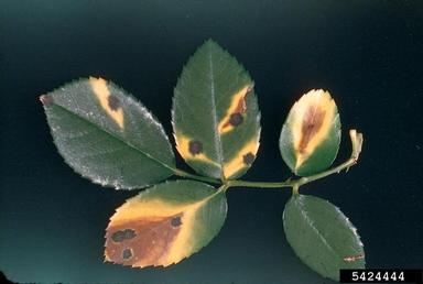black spot (Diplocarpon rosae ) on rose (Rosa spp. ) - 5424444