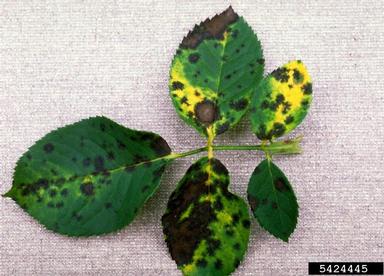 black spot (Diplocarpon rosae ) on rose (Rosa spp. ) - 5424445