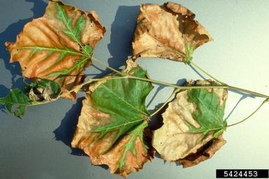 bacterial leaf scorch (Xylella fastidiosa ) on sycamore (Platanus spp. ) - 5424453