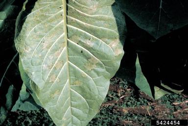 blue mold (Peronospora tabacina ) on burley tobacco (Nicotiana tabacum (burley type)) - 5424454