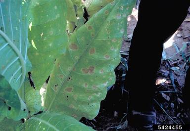 blue mold (Peronospora tabacina ) on burley tobacco (Nicotiana tabacum (burley type)) - 5424455