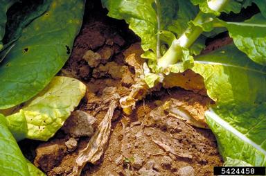blue mold (Peronospora tabacina ) on burley tobacco (Nicotiana tabacum (burley type)) - 5424458