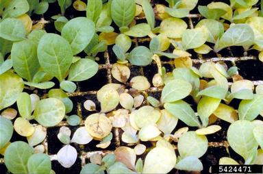 Rhizoctonia damping-off, blight and rot (Rhizoctonia solani ) on cultivated tobacco - type unspecified (Nicotiana tabacum ) - 5424471