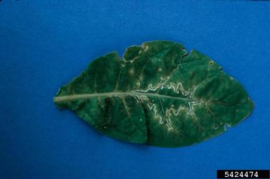 Tobacco Ringspot Virus (Nepovirus TRSV ) on burley tobacco (Nicotiana tabacum (burley type)) - 5424474