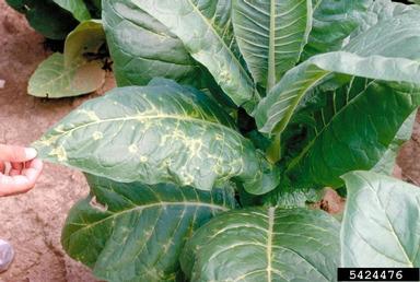 Tobacco Ringspot Virus (Nepovirus TRSV ) on burley tobacco (Nicotiana tabacum (burley type)) - 5424476