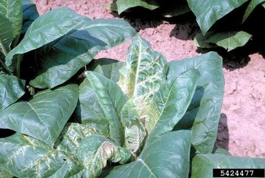 Tobacco Streak Virus (Ilarvirus TSV ) on cultivated tobacco - type unspecified (Nicotiana tabacum ) - 5424477