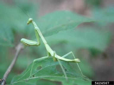 praying mantis, Orthodera ministralis  (Mantodea: Mantidae) - 5424567