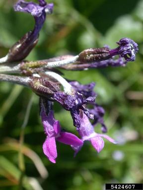 primrose, Primula sibirica  (Primulales: Primulaceae) - 5424607