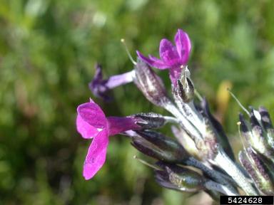 primrose, Primula sibirica  (Primulales: Primulaceae) - 5424628