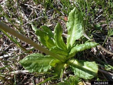 primrose, Primula sibirica  (Primulales: Primulaceae) - 5424630