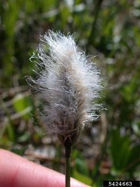 white cottongrass, Eriophorum scheuchzeri  (Cyperales: Cyperaceae) - 5424663
