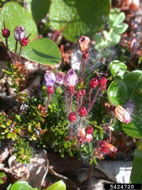 blue mountainheath, Phyllodoce caerulea  (Ericales: Ericaceae) - 5424720