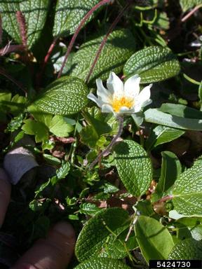 white mountain-avens, Dryas integrifolia  (Rosales: Rosaceae) - 5424730