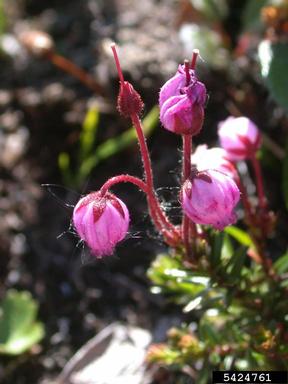 blue mountainheath, Phyllodoce caerulea  (Ericales: Ericaceae) - 5424761