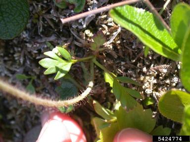 rooted poppy, Papaver radicatum  (Papaverales: Papaveraceae) - 5424774