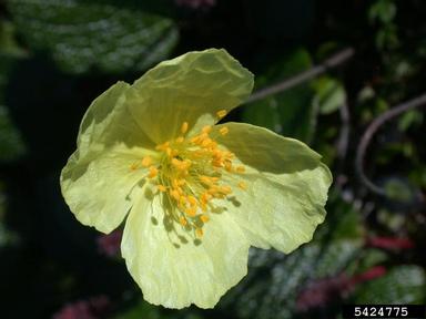 rooted poppy, Papaver radicatum  (Papaverales: Papaveraceae) - 5424775