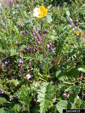 Ross' avens, Geum rossii  (Rosales: Rosaceae) - 5424810