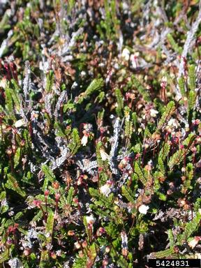 white arctic mountain heather, Cassiope tetragona  (Ericales: Ericaceae) - 5424831