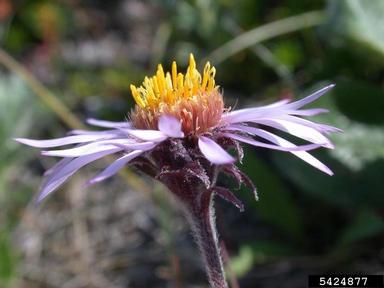 arctic aster, Eurybia sibirica  (Asterales: Asteraceae) - 5424877