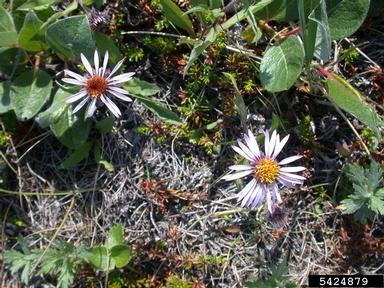 arctic aster, Eurybia sibirica  (Asterales: Asteraceae) - 5424879