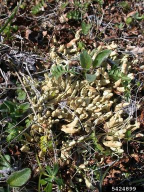 artic dactylina lichen, Dactylina arctica   (Lecanorales: Parmeliaceae) - 5424899