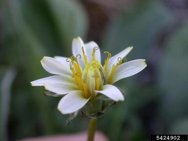 northern dandelion, Taraxacum phymatocarpum  (Asterales: Asteraceae) - 5424902