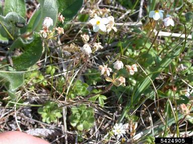 sweetflower rockjasmine, Androsace chamaejasme  (Primulales: Primulaceae) - 5424905