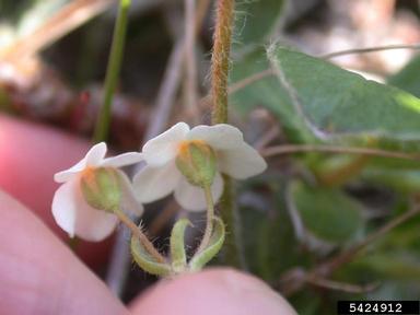sweetflower rockjasmine, Androsace chamaejasme  (Primulales: Primulaceae) - 5424912