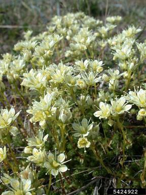 yellowdot saxifrage, Saxifraga bronchialis  (Rosales: Saxifragaceae) - 5424922