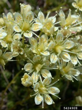 yellowdot saxifrage, Saxifraga bronchialis  (Rosales: Saxifragaceae) - 5424928