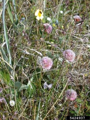 thrift seapink, Armeria maritima  (Plumbaginales: Plumbaginaceae) - 5424937