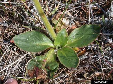 stiffstem saxifrage, Saxifraga hieraciifolia  (Rosales: Saxifragaceae) - 5424943