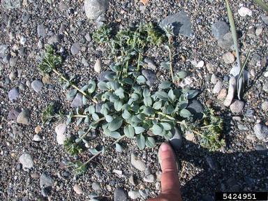 oysterleaf, Mertensia maritima  (Lamiales: Boraginaceae) - 5424951