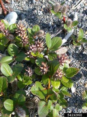 willow, Salix spp.  (Salicales: Salicaceae) - 5424960