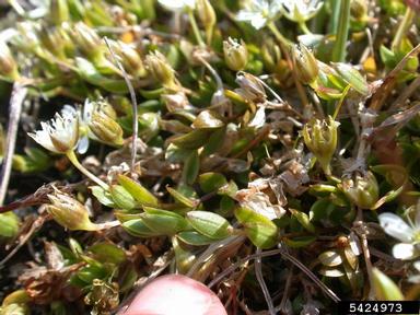 boreal starwort, Stellaria borealis  (Caryophyllales: Caryophyllaceae) - 5424973