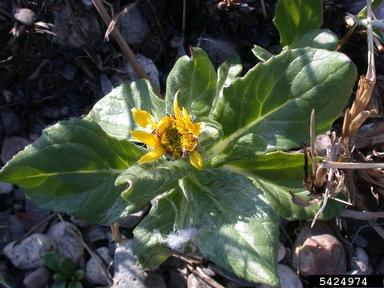 groundsel, Tephroseris spp.  (Asterales: Asteraceae) - 5424974