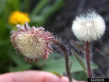 arctic alpine fleabane, Erigeron humilis  (Asterales: Asteraceae) - 5425005