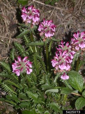 sudetic lousewort, Pedicularis sudetica  (Scrophulariales: Scrophulariaceae) - 5425073