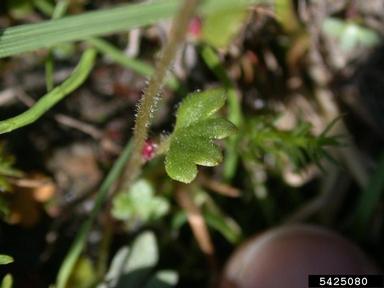 nodding saxifrage, Saxifraga cernua  (Rosales: Saxifragaceae) - 5425080