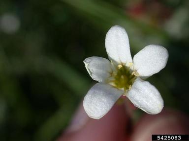 nodding saxifrage, Saxifraga cernua  (Rosales: Saxifragaceae) - 5425083