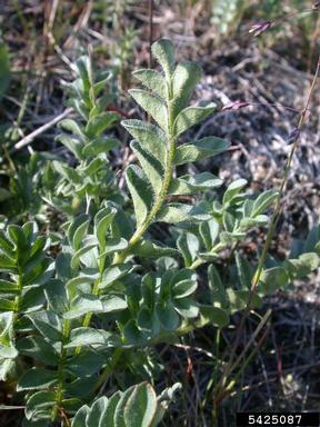 northern Jacob's-ladder, Polemonium boreale  (Solanales: Polemoniaceae) - 5425087