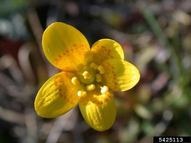 whiplash saxifrage, Saxifraga flagellaris  (Rosales: Saxifragaceae) - 5425113