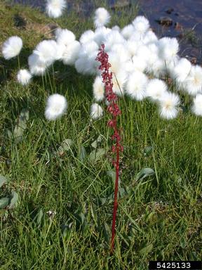 arctic dock, Rumex arcticus  (Polygonales: Polygonaceae) - 5425133