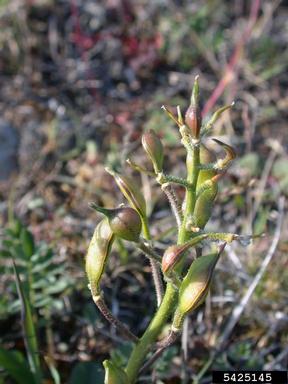 nakedstem wallflower, Parrya nudicaulis  (Capparales: Brassicaceae) - 5425145