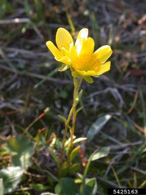 whiplash saxifrage, Saxifraga flagellaris  (Rosales: Saxifragaceae) - 5425163
