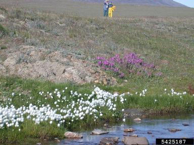 white cottongrass, Eriophorum scheuchzeri  (Cyperales: Cyperaceae) - 5425187